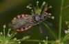 Sphedanolestes sanguineus